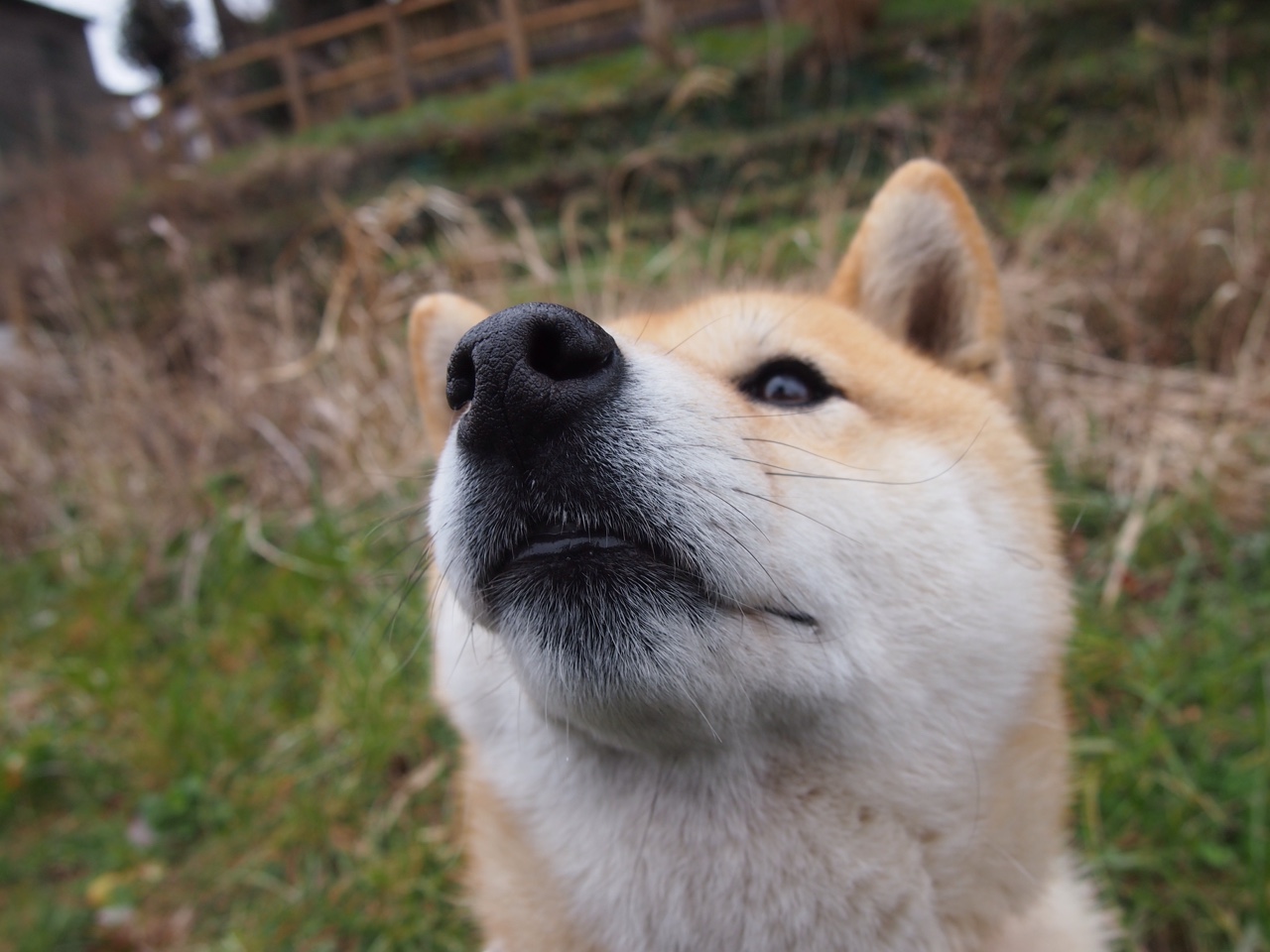 北极探险赛：极地挑战的无畏精神，北极探索