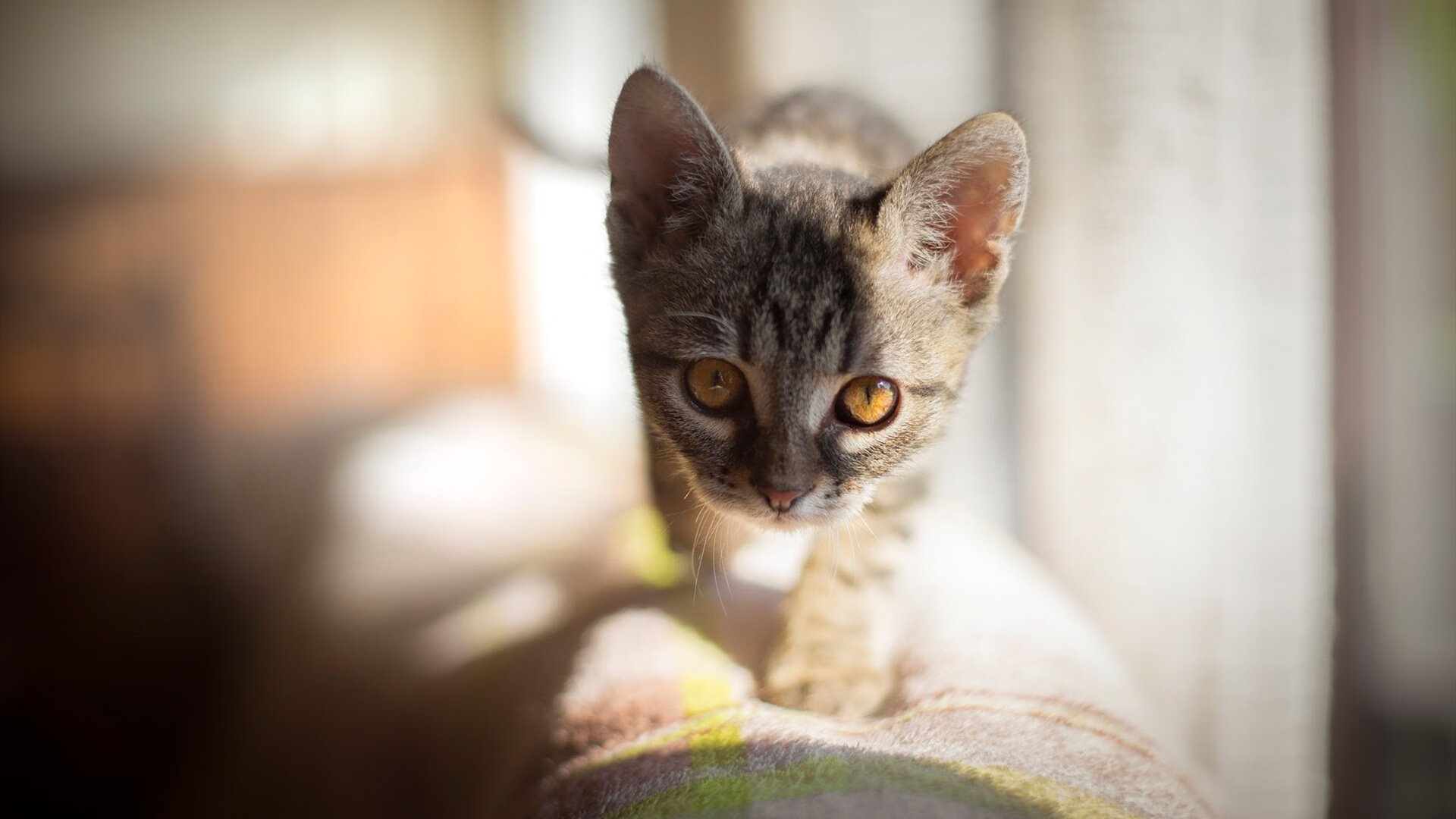 国际极限绳索挑战赛，考验体能与勇气的巅峰舞台，国际绳索认证