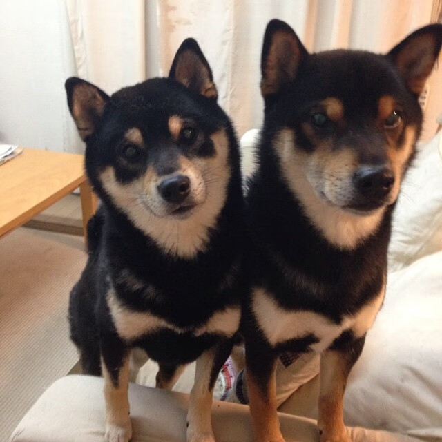 伤病管理新方法,如何让明星球员保持巅峰?,受伤病影响的nba球星