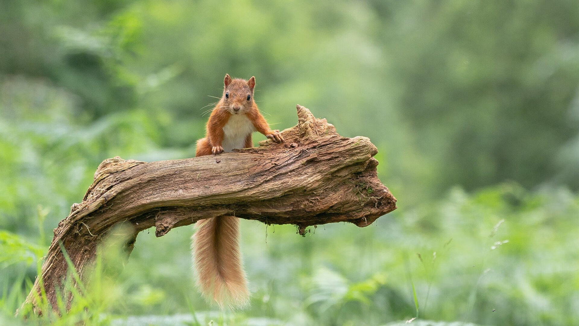 爱游戏官网-夏季高空滑索挑战，飞跃山谷的极速体验，飞跃滑梯